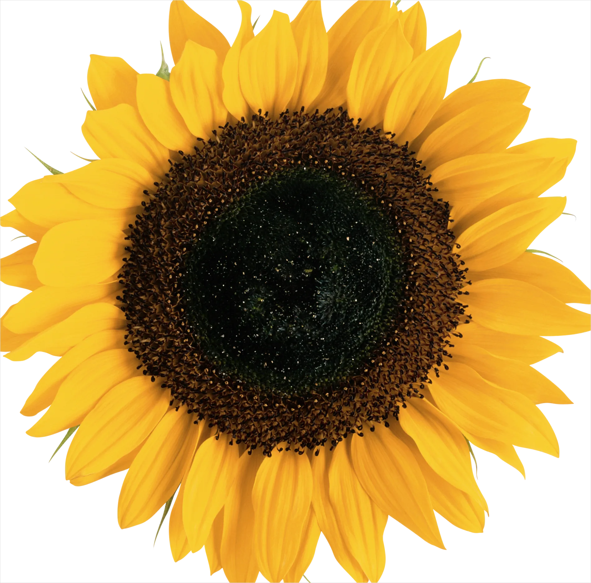 Detail Sunflower Transparent Png Number 7