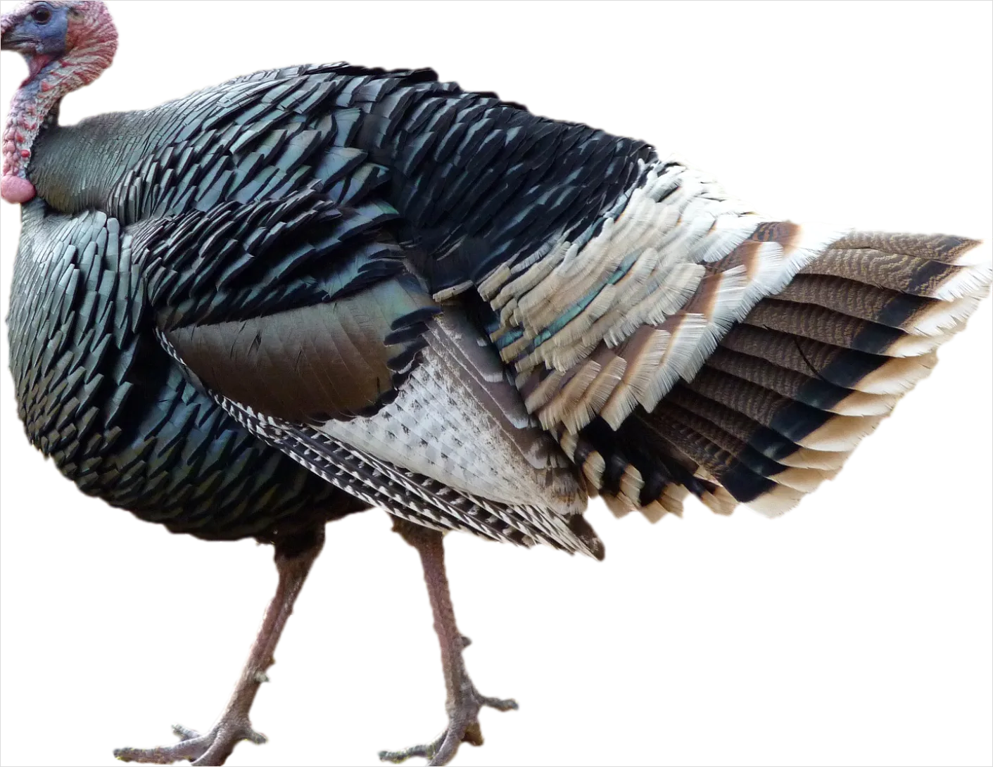 Detail Thanksgiving Turkey Transparent Png Number 12