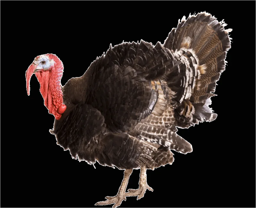 Detail Thanksgiving Turkey Transparent Png Number 8