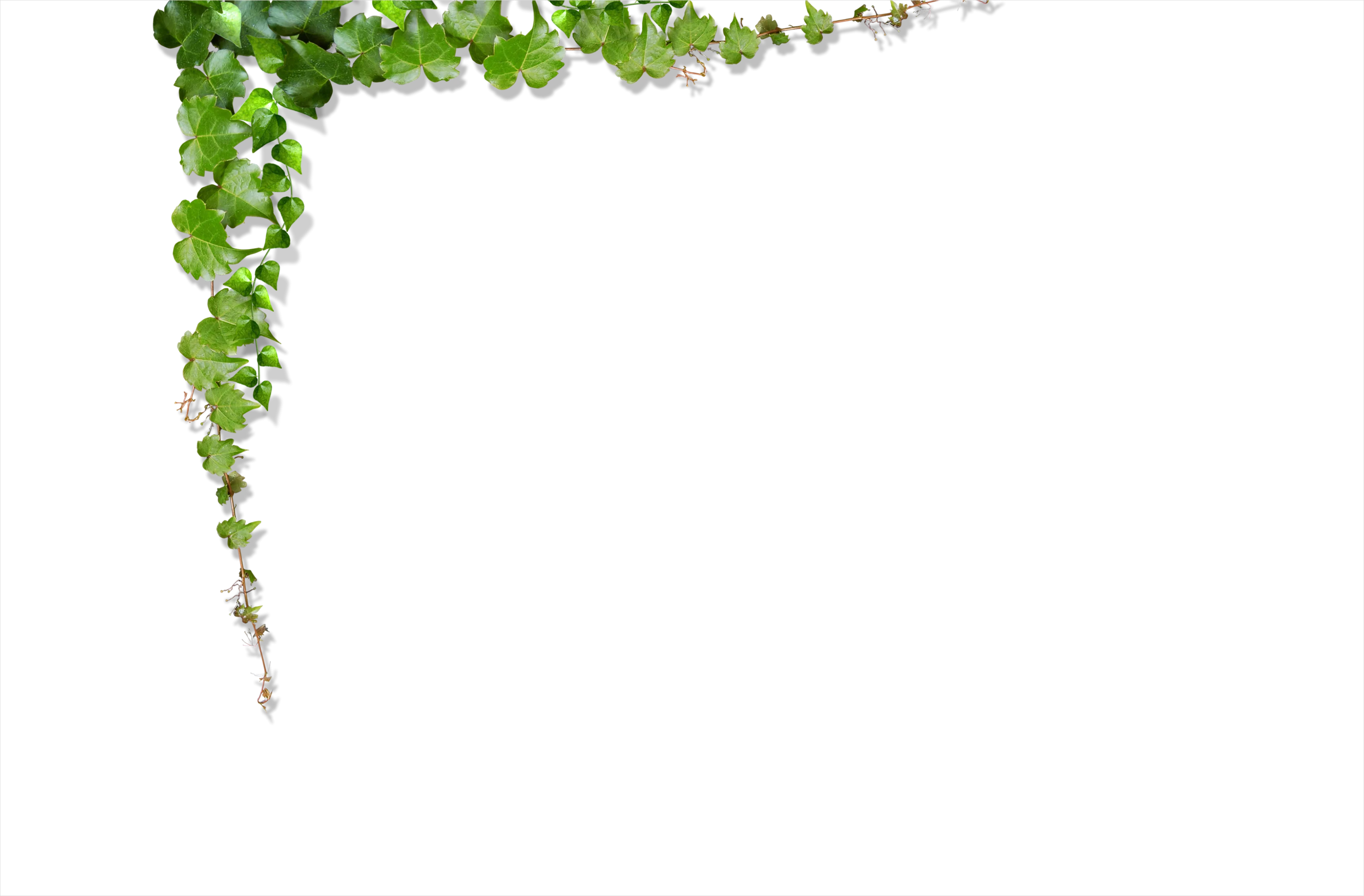 Detail Vine Border Transparent Png Number 6