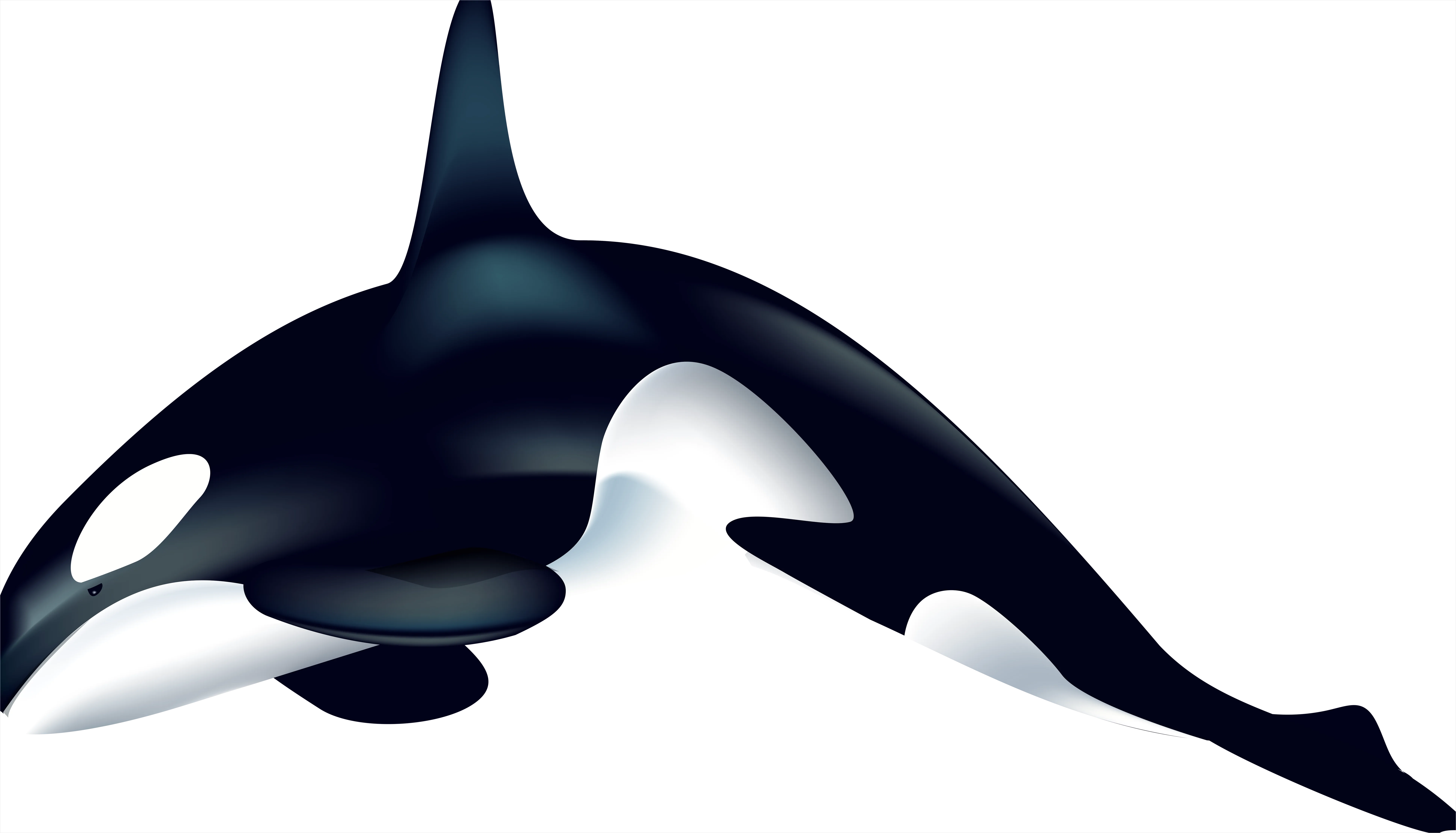Detail Whale Transparent Png Clipart Number 11