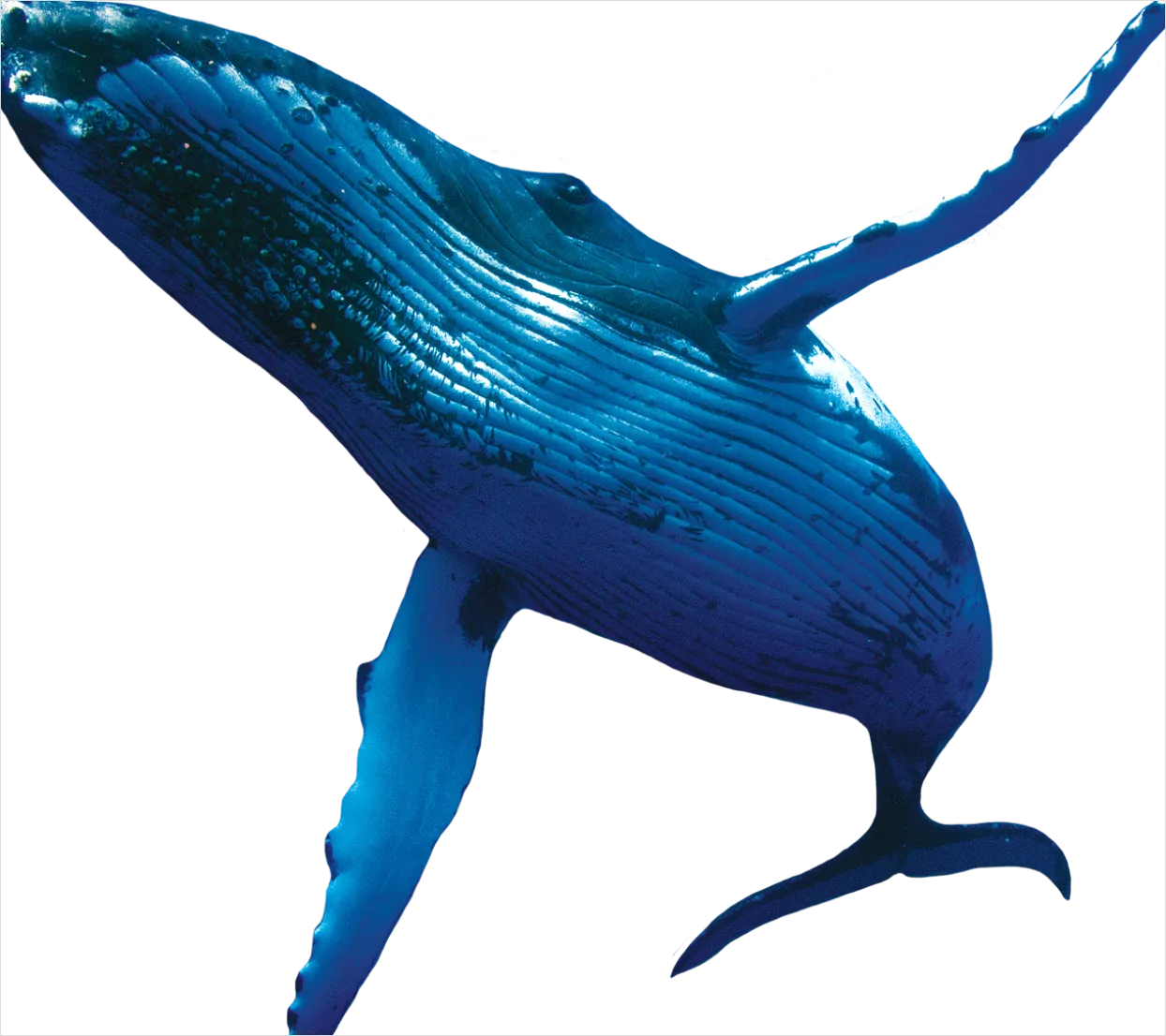 Detail Whale Transparent Png Clipart Number 13