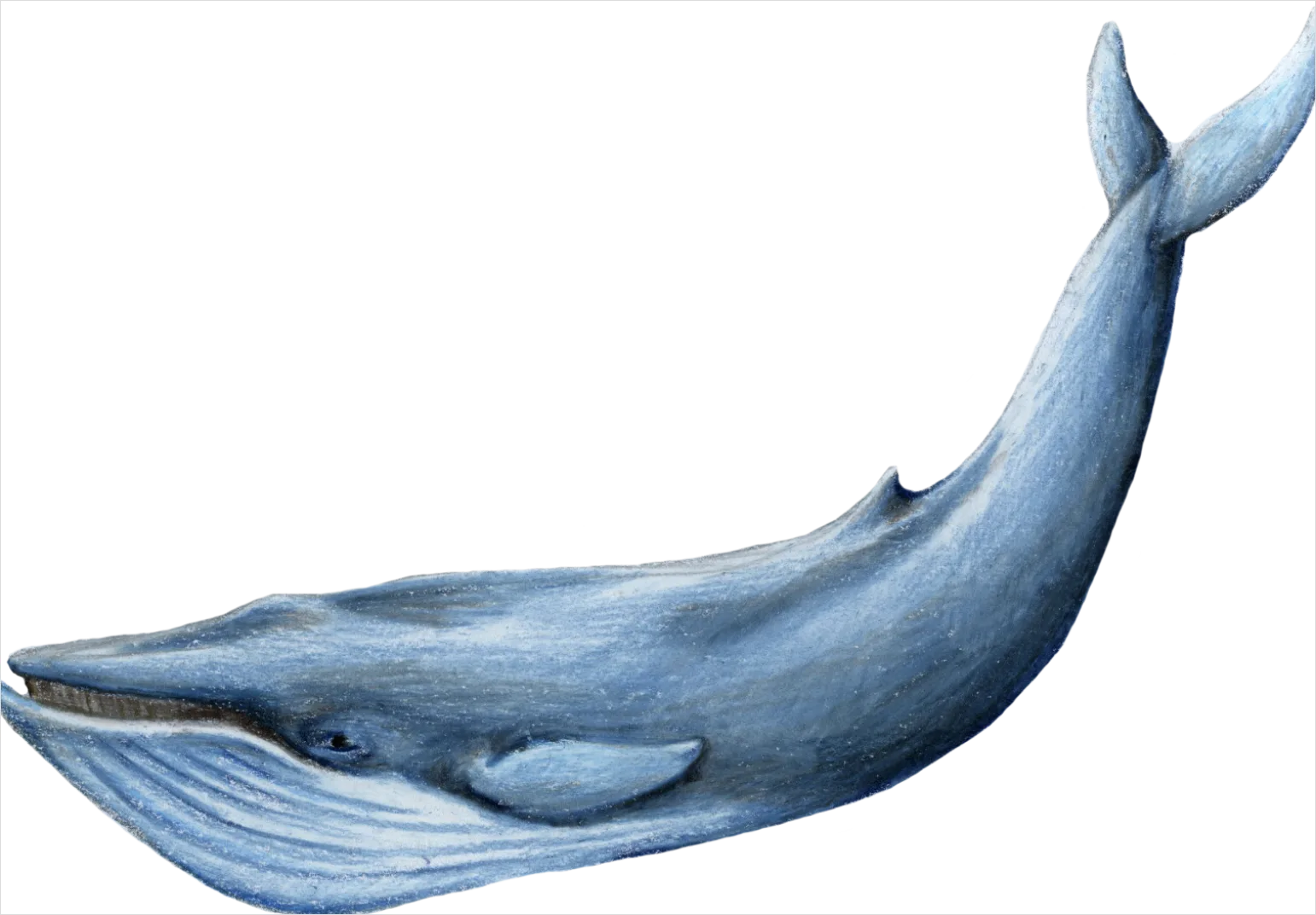 Detail Whale Transparent Png Clipart Number 14