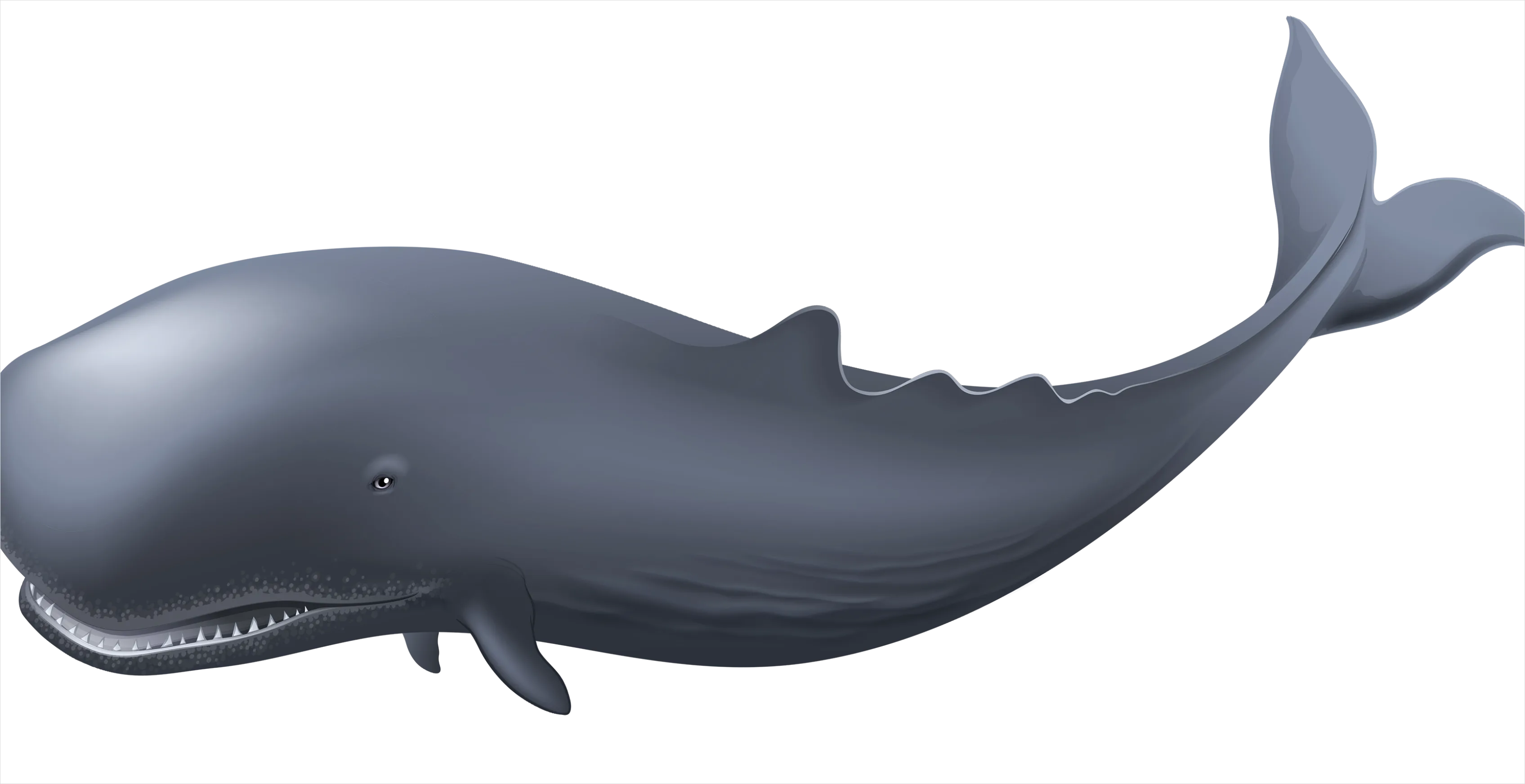 Detail Whale Transparent Png Clipart Number 15