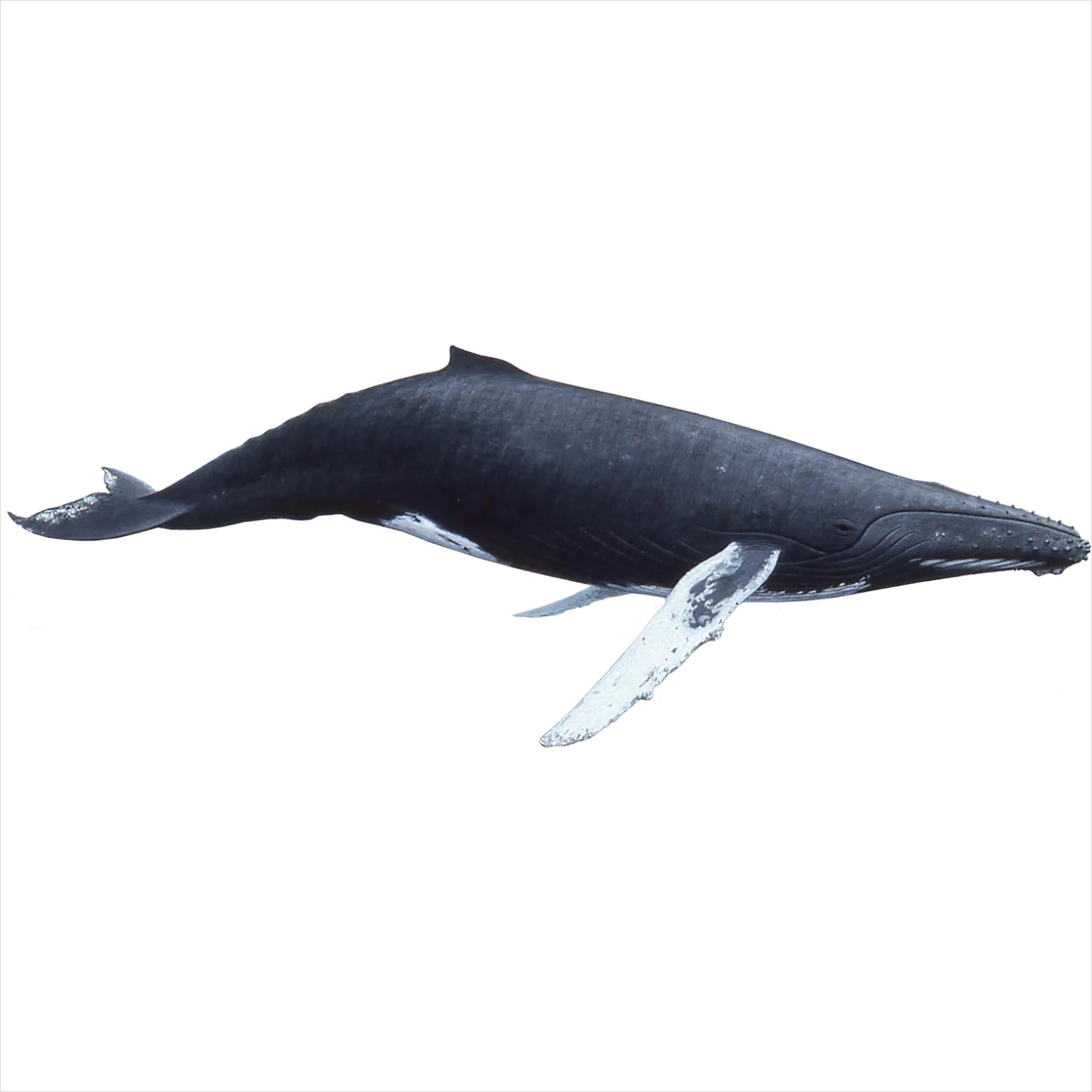 Detail Whale Transparent Png Clipart Number 16