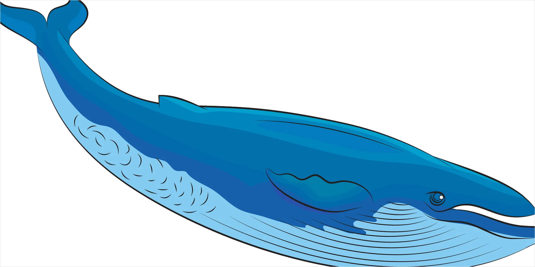Detail Whale Transparent Png Clipart Number 4