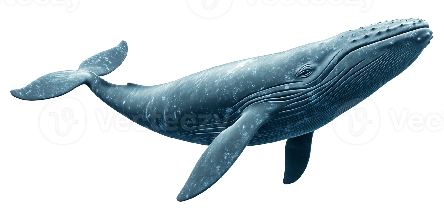 Detail Whale Transparent Png Clipart Number 8