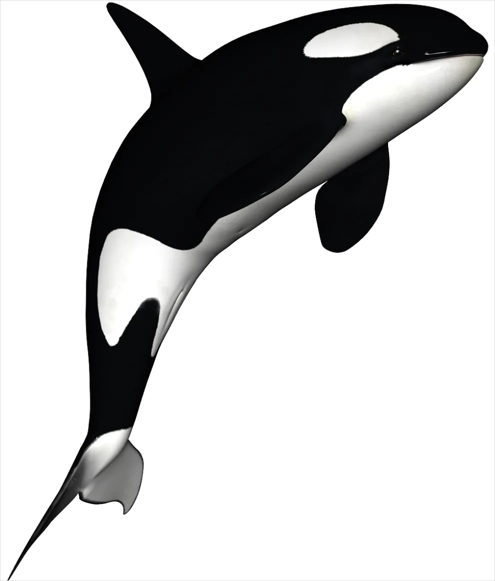 Detail Whale Transparent Png Clipart Number 9
