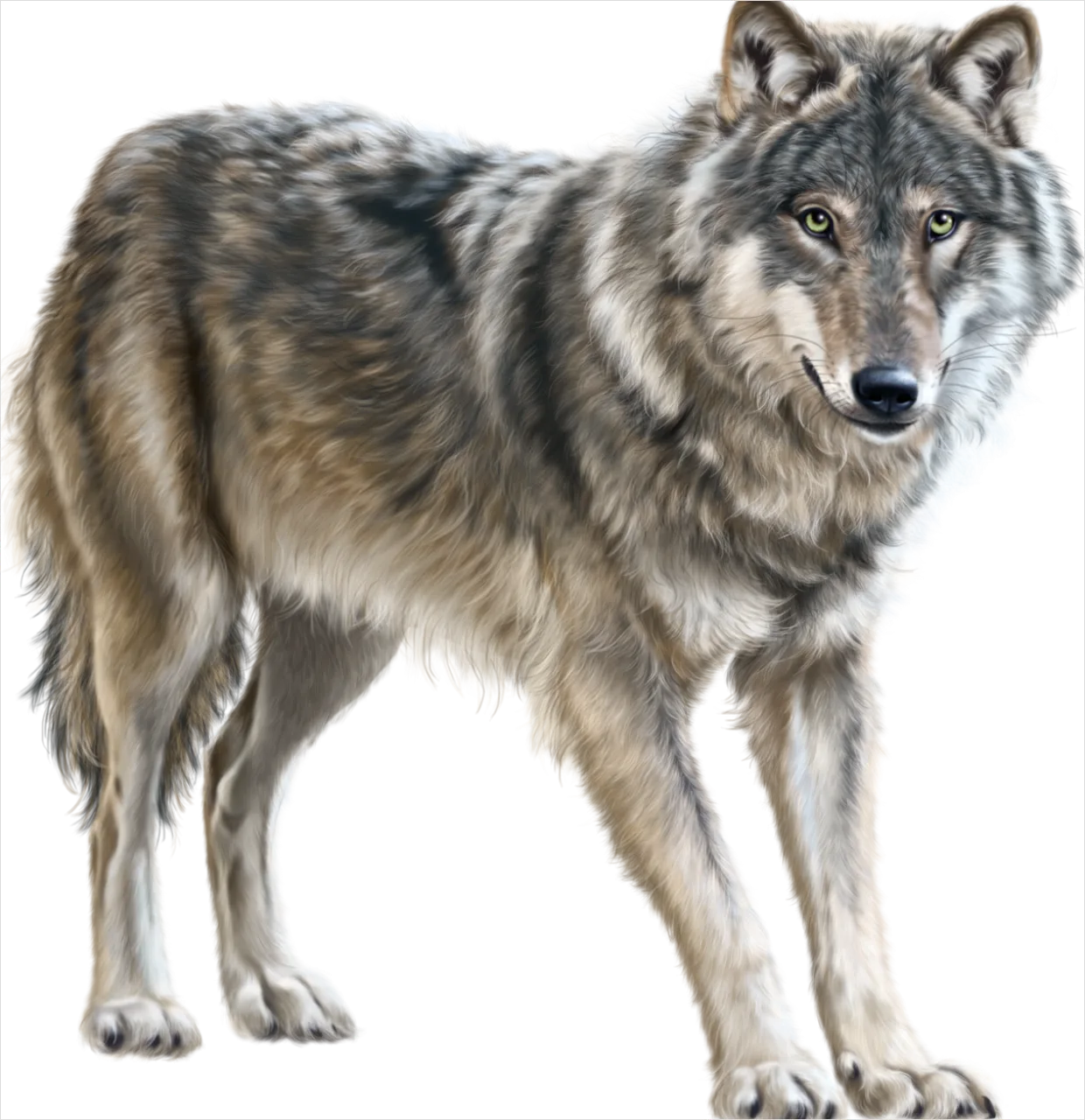 Wolf Transparent Png Clipart F2da