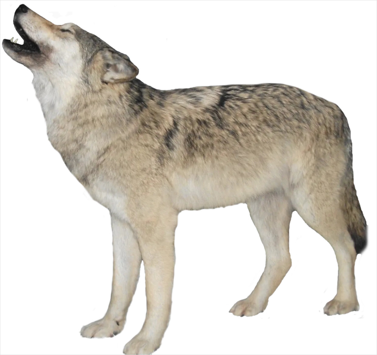 Detail Wolf Transparent Png Clipart Number 2