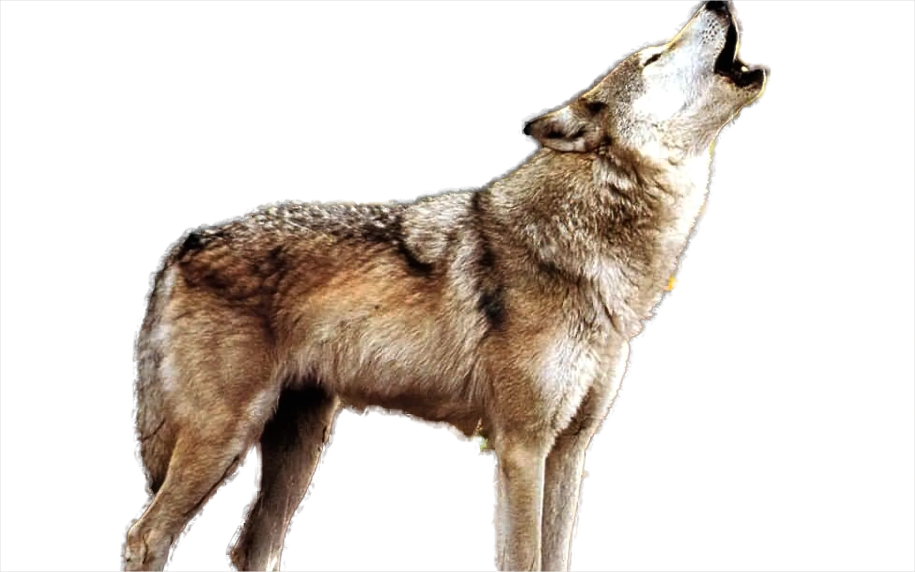 Detail Wolf Transparent Png Clipart Number 11