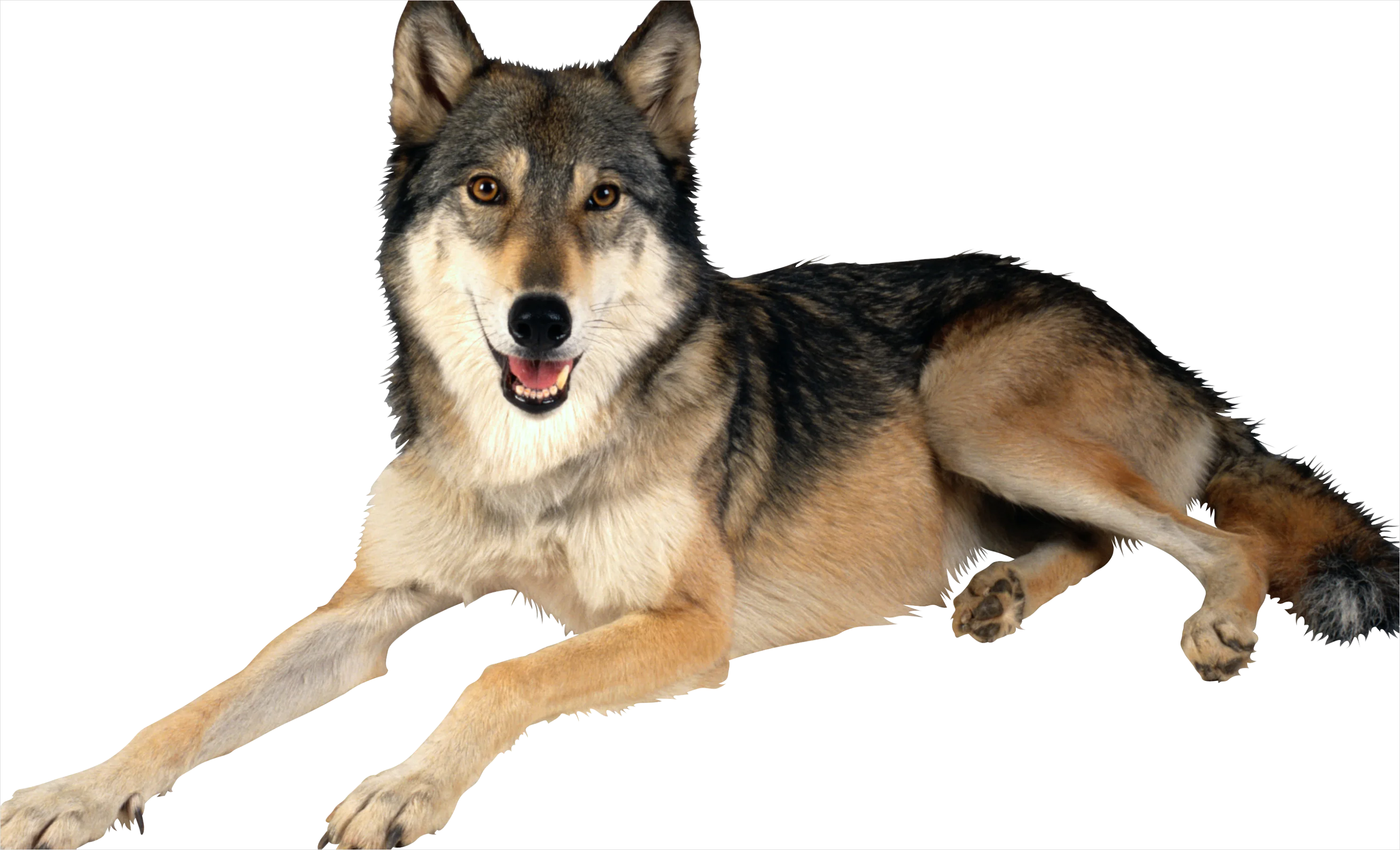Detail Wolf Transparent Png Clipart Number 12