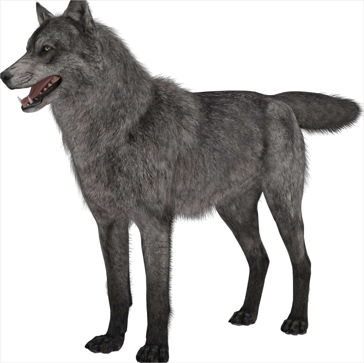 Detail Wolf Transparent Png Clipart Number 13
