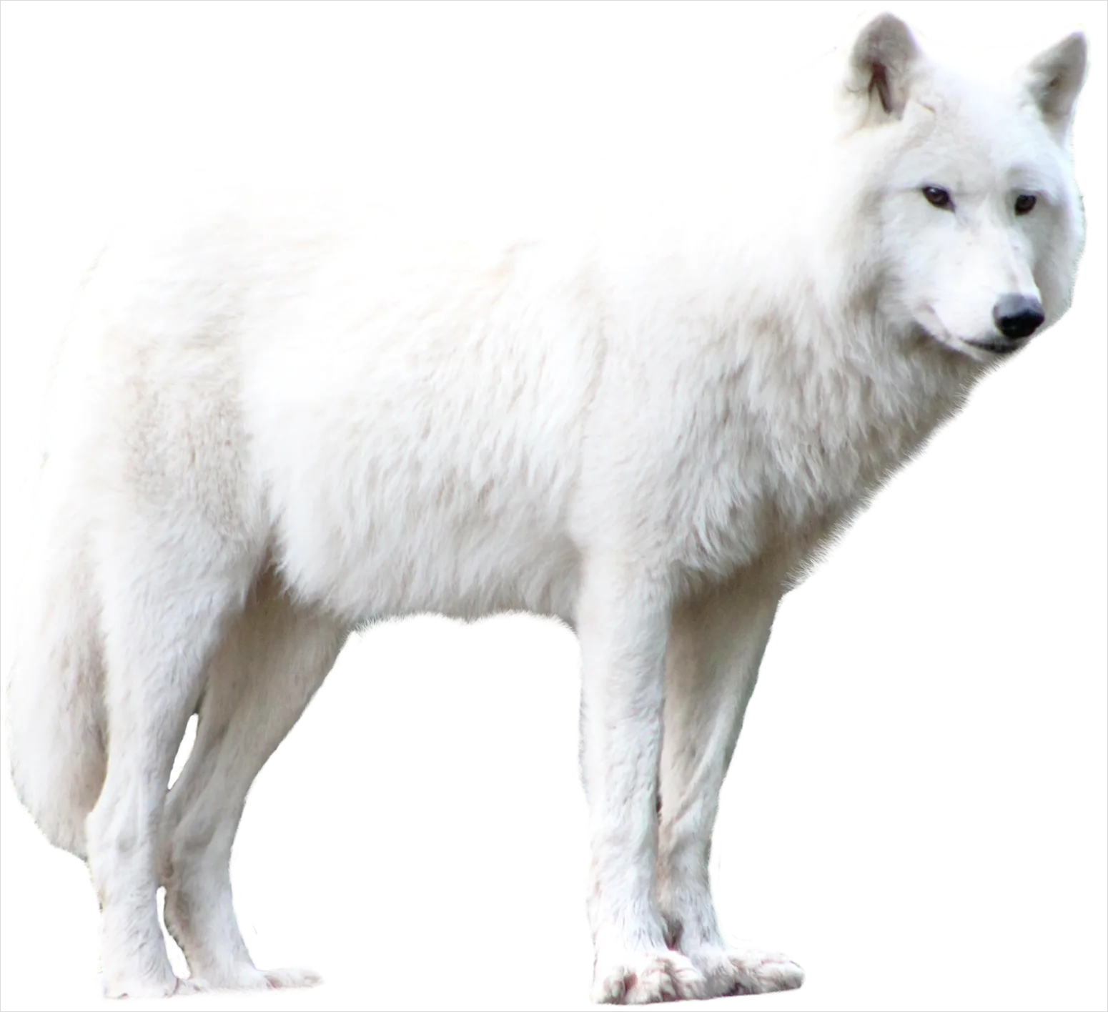 Detail Wolf Transparent Png Clipart Number 14
