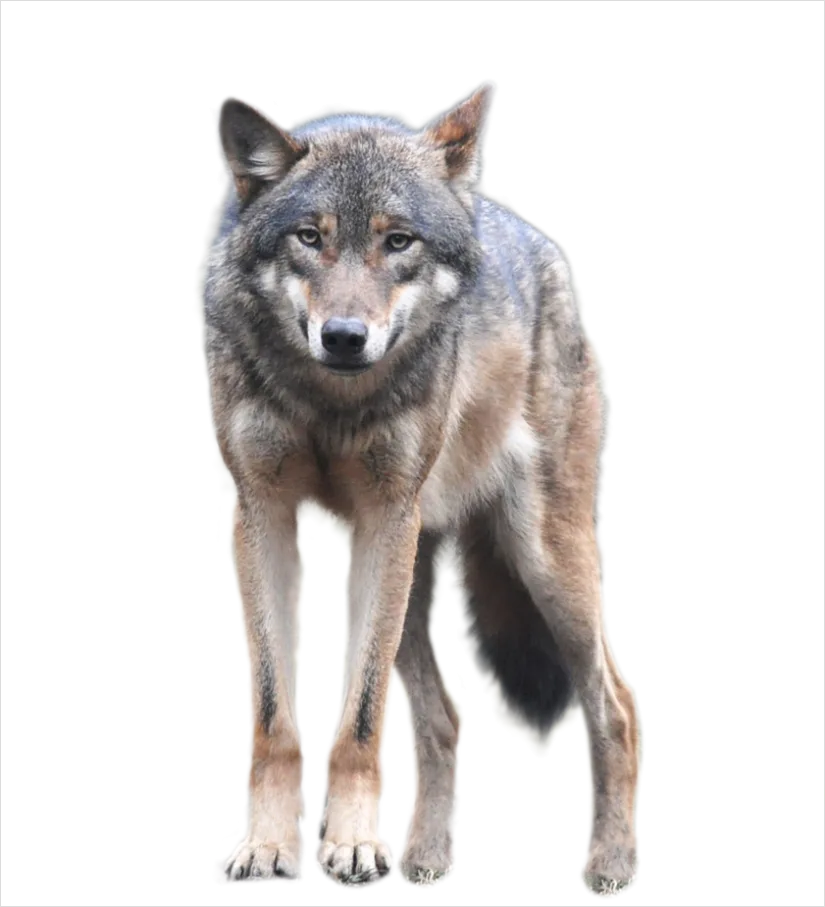 Detail Wolf Transparent Png Clipart Number 3