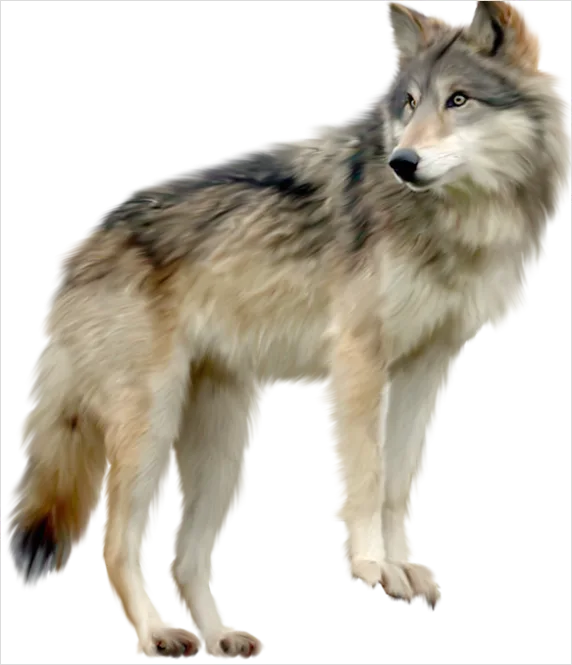 Detail Wolf Transparent Png Clipart Number 5