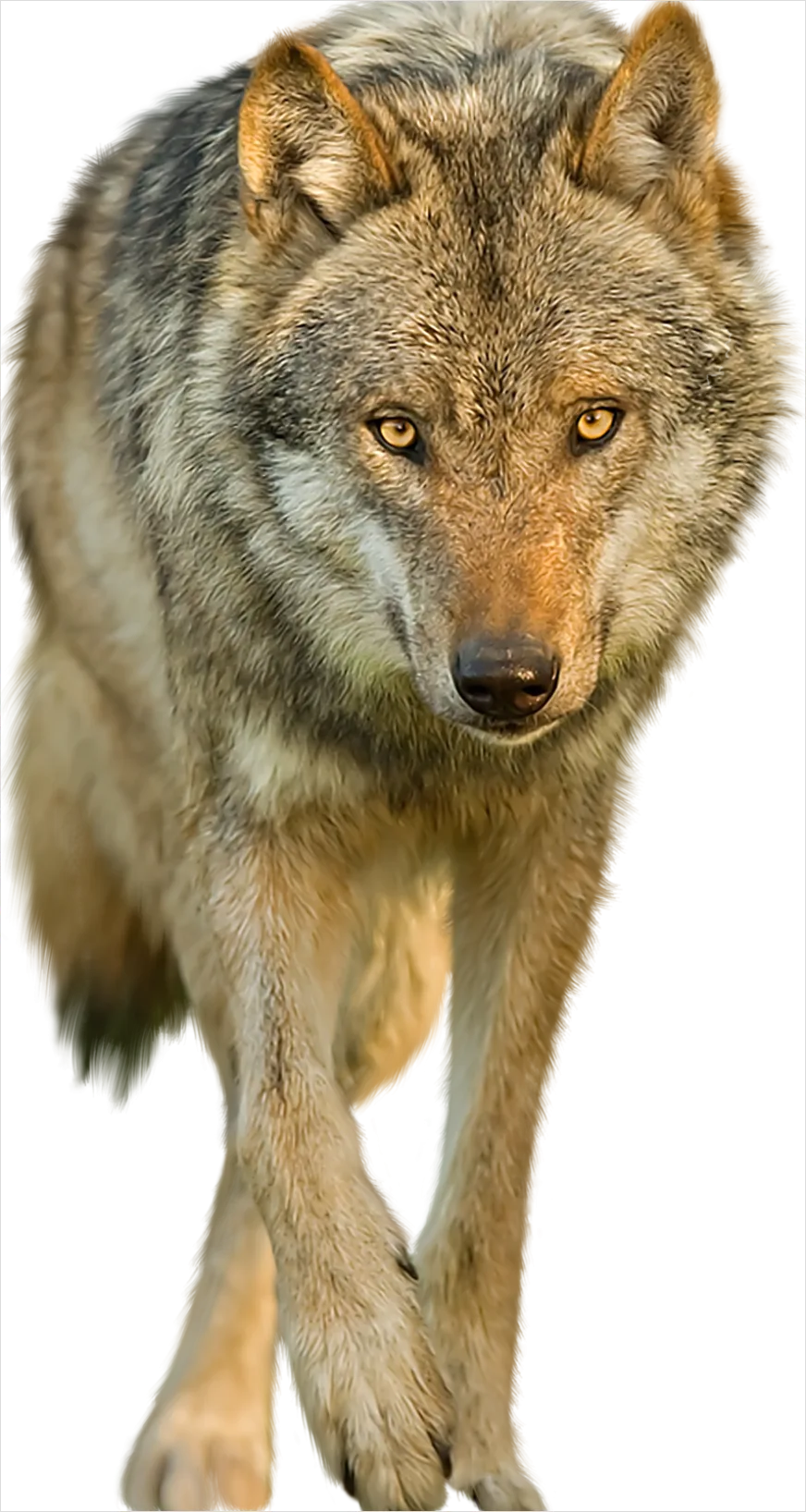 Detail Wolf Transparent Png Clipart Number 7