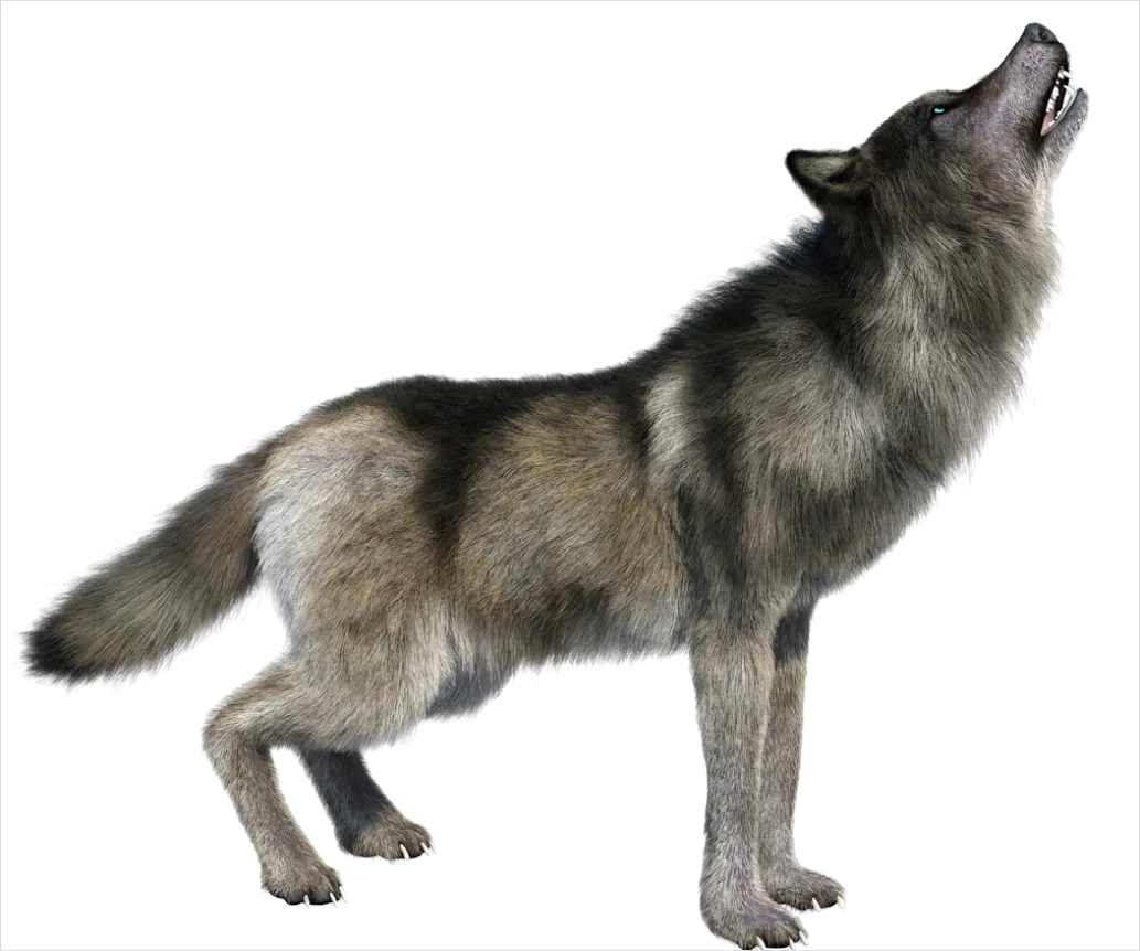 Detail Wolf Transparent Png Clipart Number 8