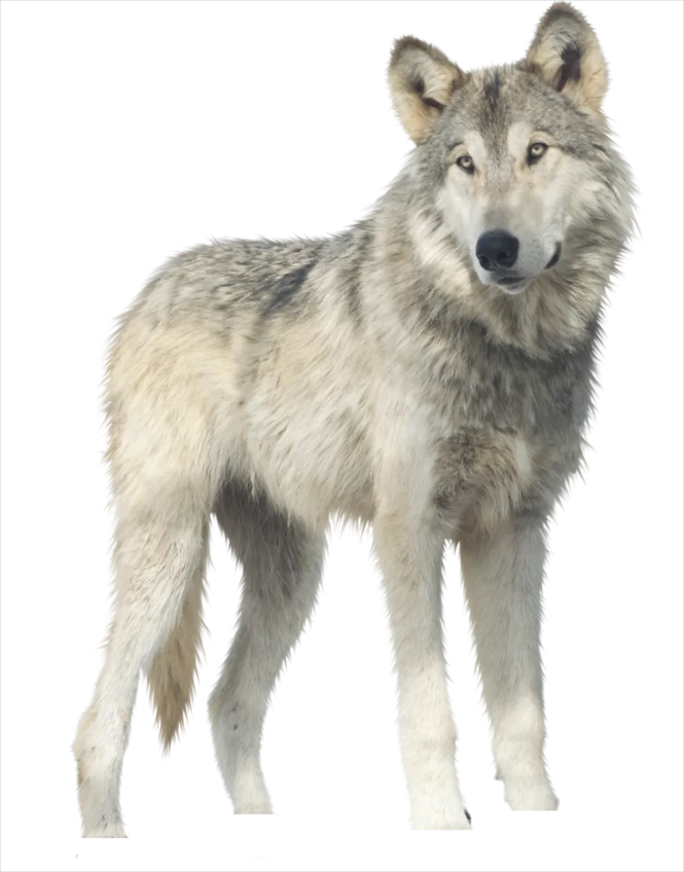 Detail Wolf Transparent Png Clipart Number 10