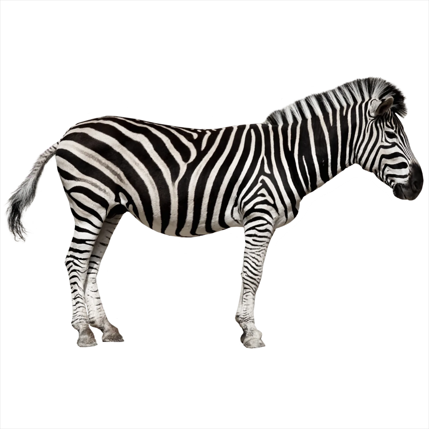 Detail Zebra Print Transparent Png Number 14
