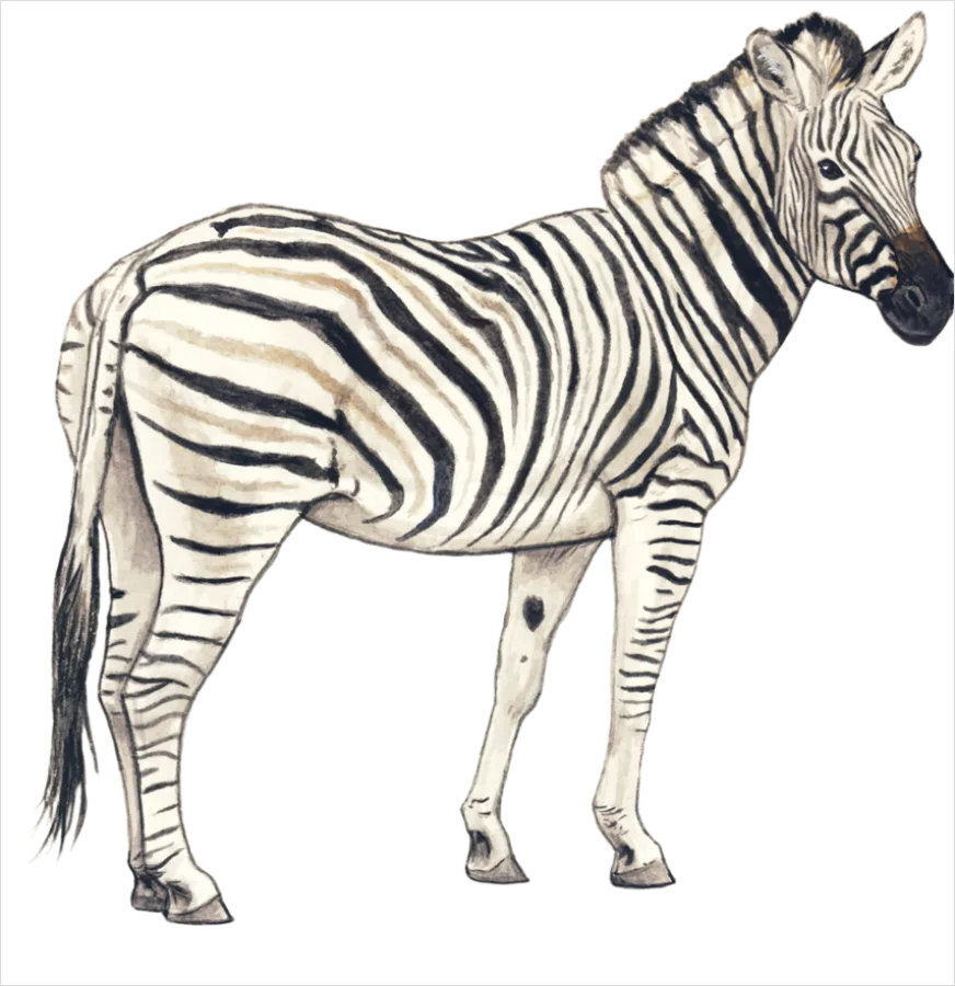 Detail Zebra Print Transparent Png Number 18