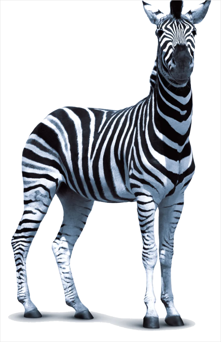 Detail Zebra Transparent Png Clipart Number 11
