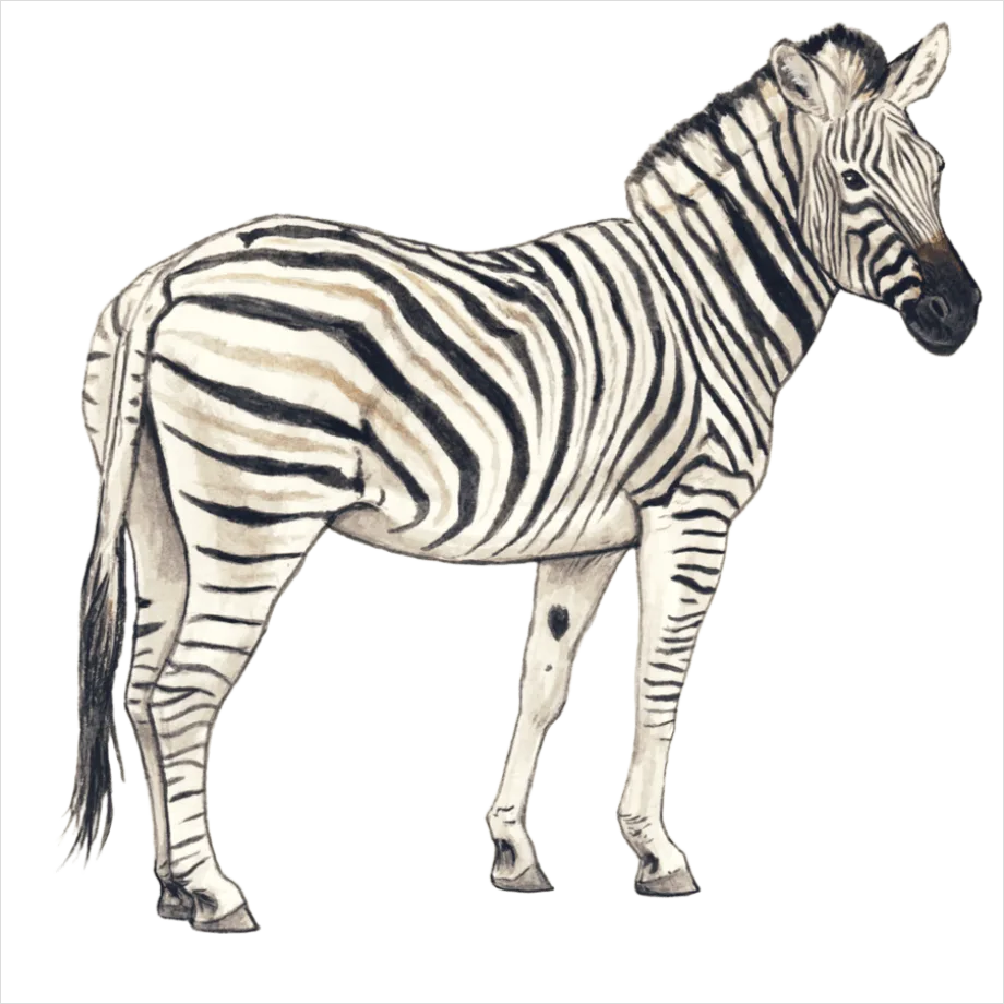 Detail Zebra Transparent Png Clipart Number 12