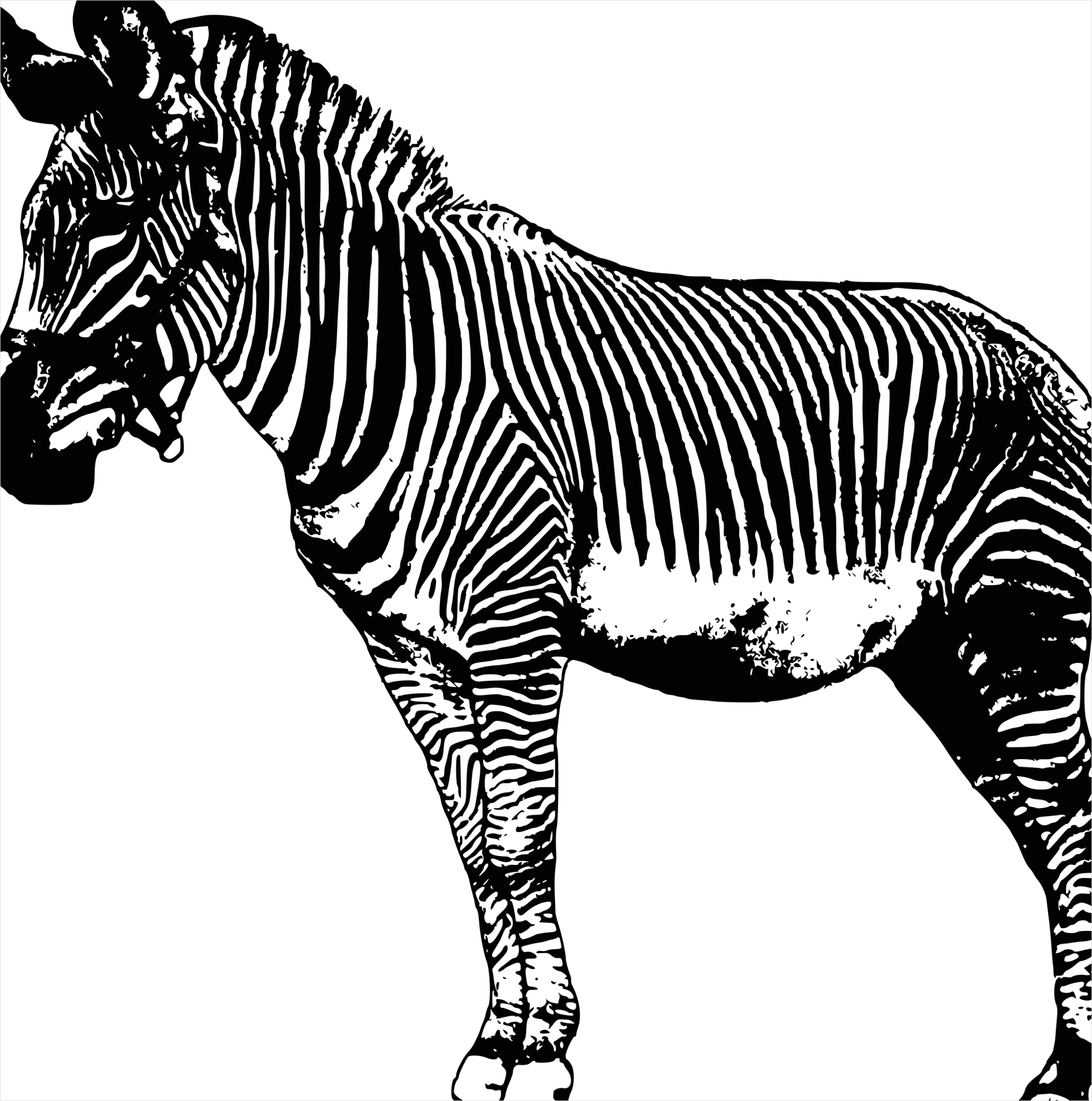 Detail Zebra Transparent Png Clipart Number 13