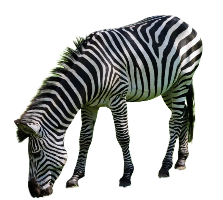 Detail Zebra Transparent Png Clipart Number 16