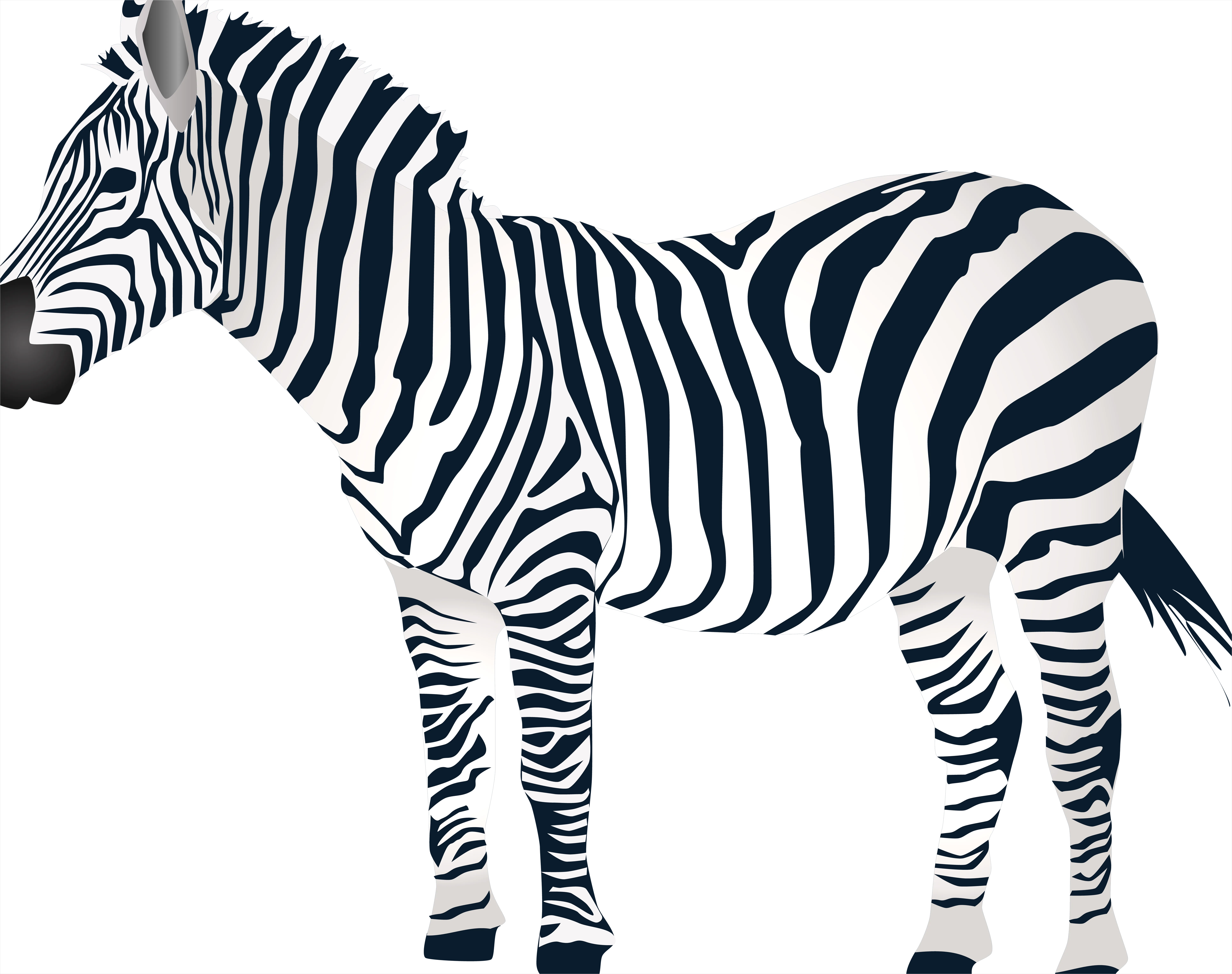 Zebra Transparent Png Clipart 5a68
