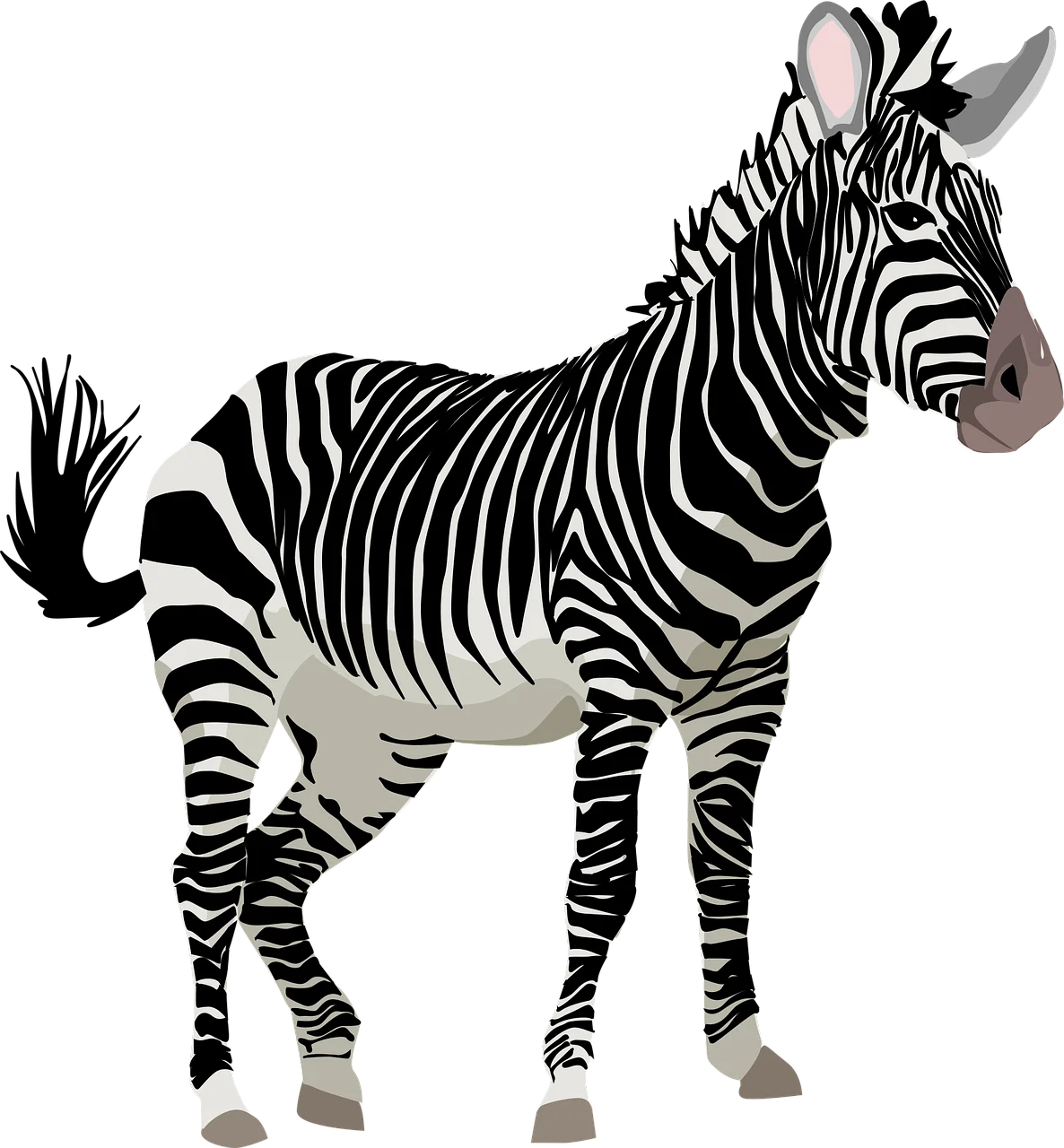 Detail Zebra Transparent Png Clipart Number 3