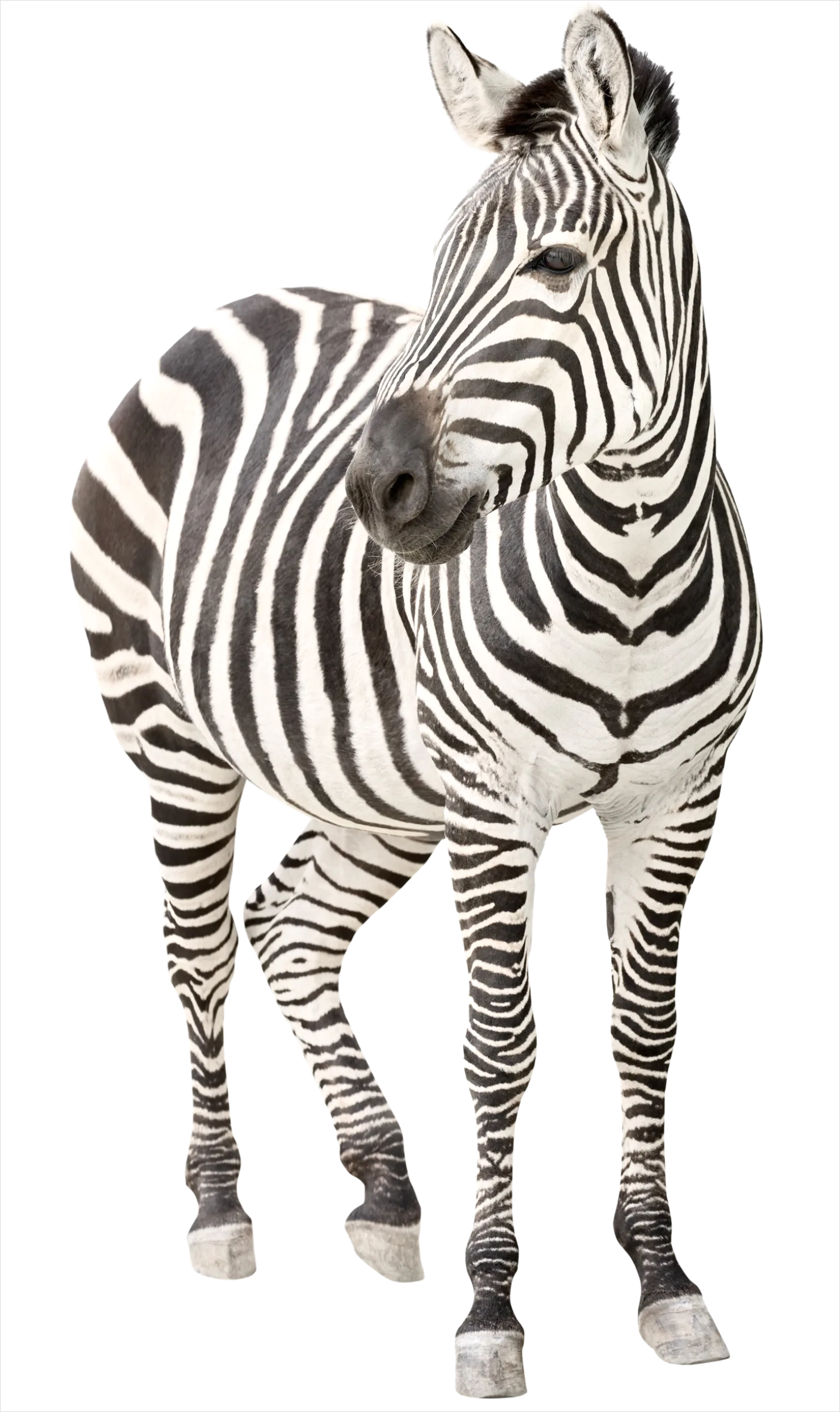 Detail Zebra Transparent Png Clipart Number 6