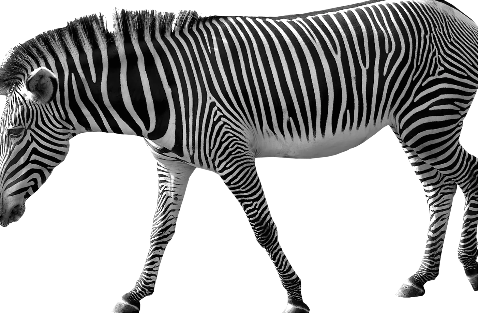 Detail Zebra Transparent Png Clipart Number 7