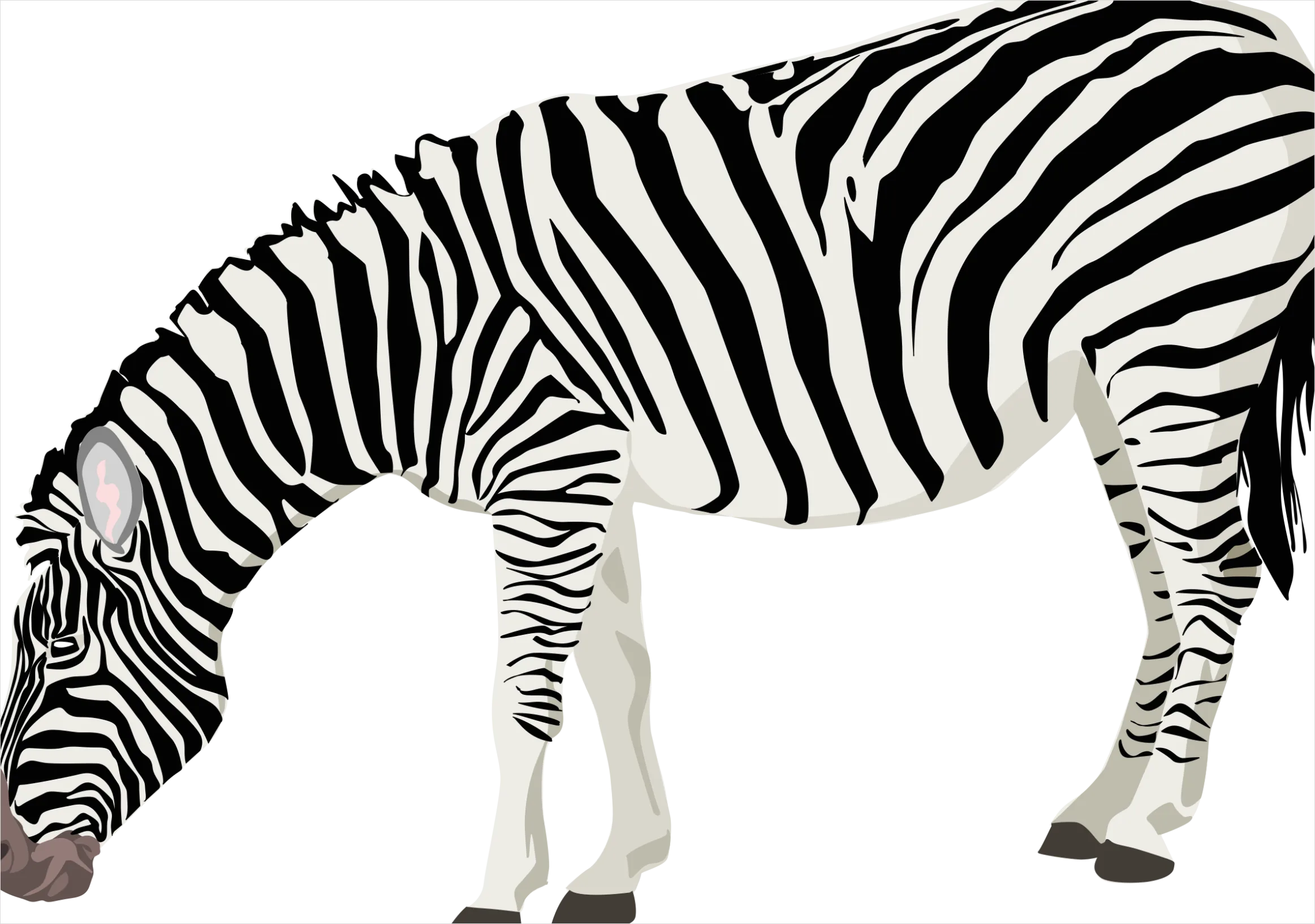 Detail Zebra Transparent Png Clipart Number 8