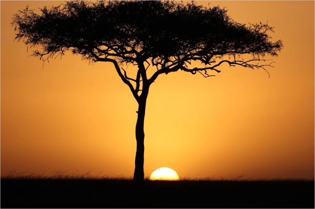 Elefantenherde Bei Sonnenuntergang Savanne D8c0