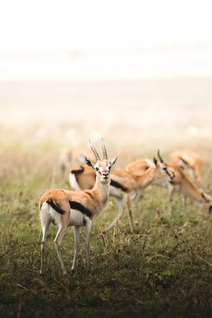 Detail Gazelle Springt über Graslandschaft Number 2