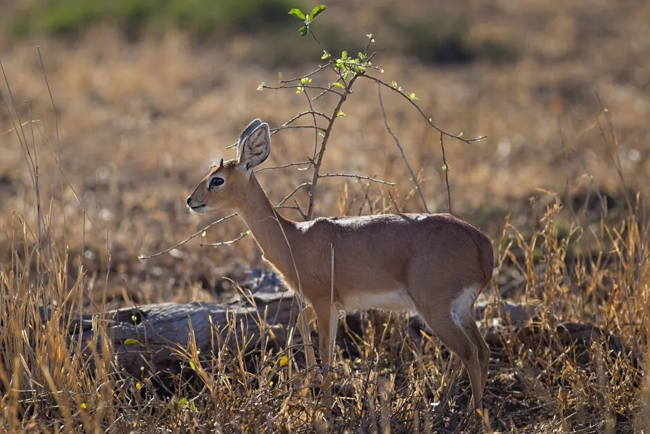 Detail Gazelle Springt über Graslandschaft Number 11