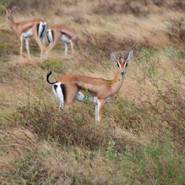 Detail Gazelle Springt über Graslandschaft Number 13