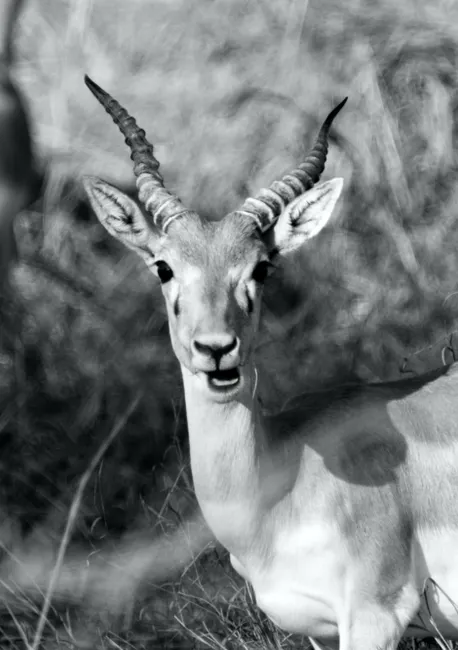 Detail Gazelle Springt über Graslandschaft Number 14