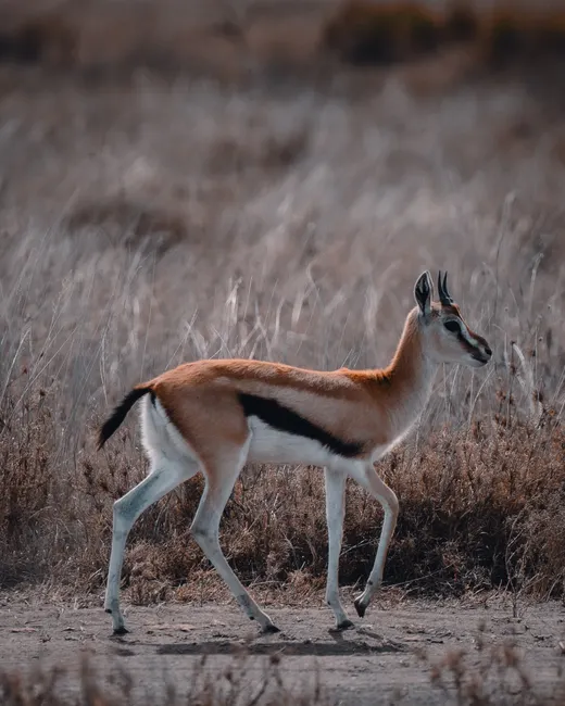 Detail Gazelle Springt über Graslandschaft Number 15