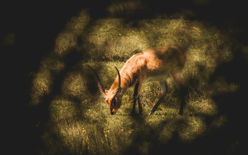 Detail Gazelle Springt über Graslandschaft Number 16