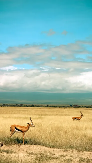 Detail Gazelle Springt über Graslandschaft Number 19