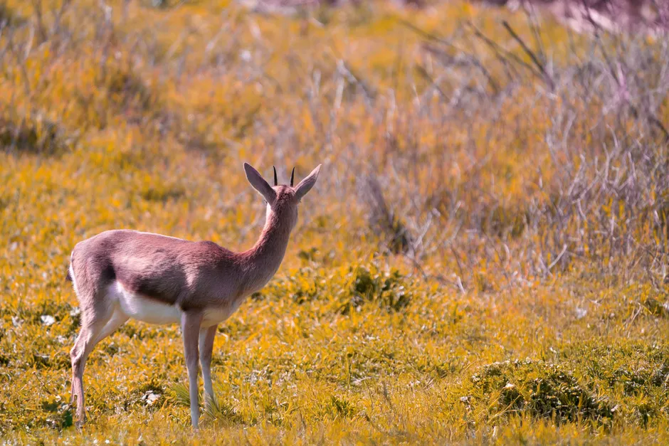 Detail Gazelle Springt über Graslandschaft Number 20