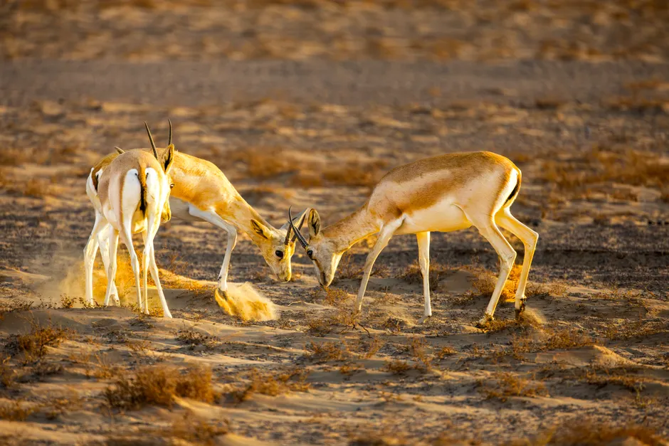 Detail Gazelle Springt über Graslandschaft Number 3