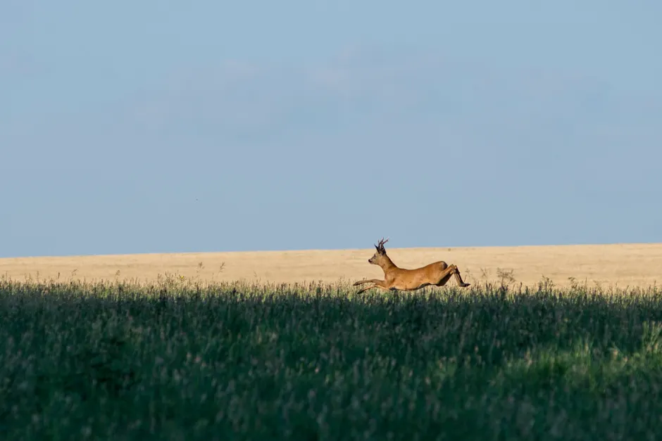 Detail Gazelle Springt über Graslandschaft Number 4