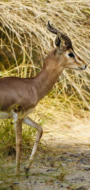 Detail Gazelle Springt über Graslandschaft Number 6