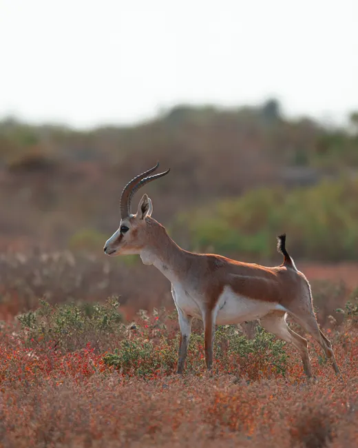 Detail Gazelle Springt über Graslandschaft Number 7