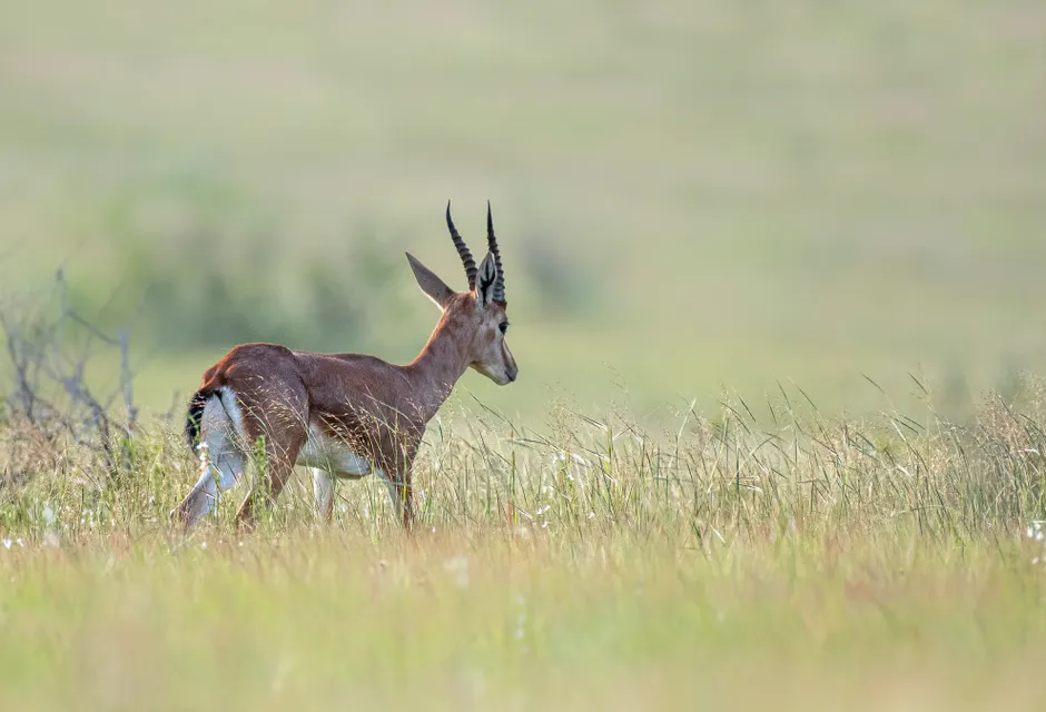 Detail Gazelle Springt über Graslandschaft Number 8