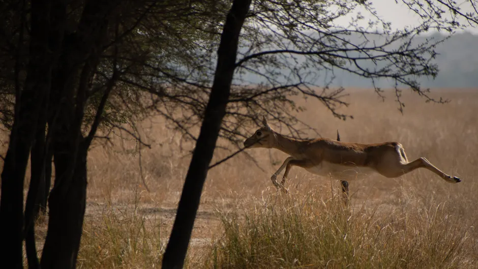 Detail Gazelle Springt über Graslandschaft Number 9