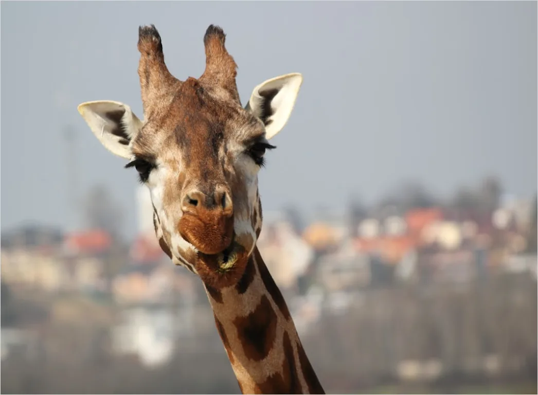 Detail Giraffe Porträt Lange Wimpern Nahaufnahme Number 2